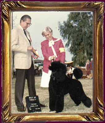 Sparkle's Champion Photo