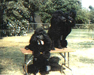 3 Generations of Kingsdown Standard Poodles